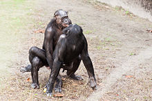 220px-Bonobo_sexual_behavior_1